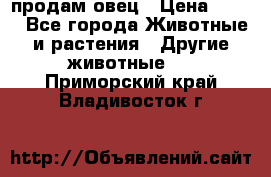  продам овец › Цена ­ 100 - Все города Животные и растения » Другие животные   . Приморский край,Владивосток г.